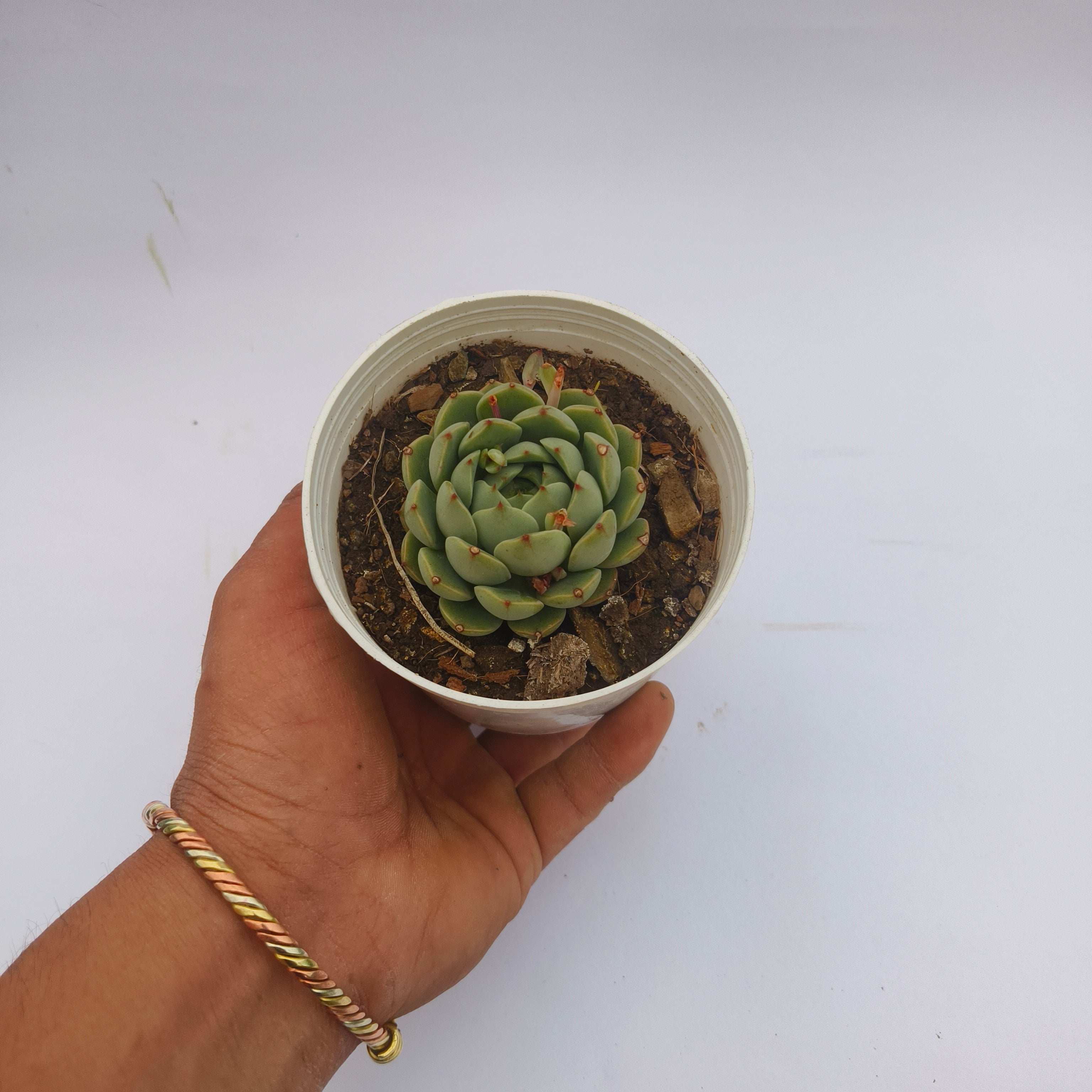 Echeveria Derenbergii
