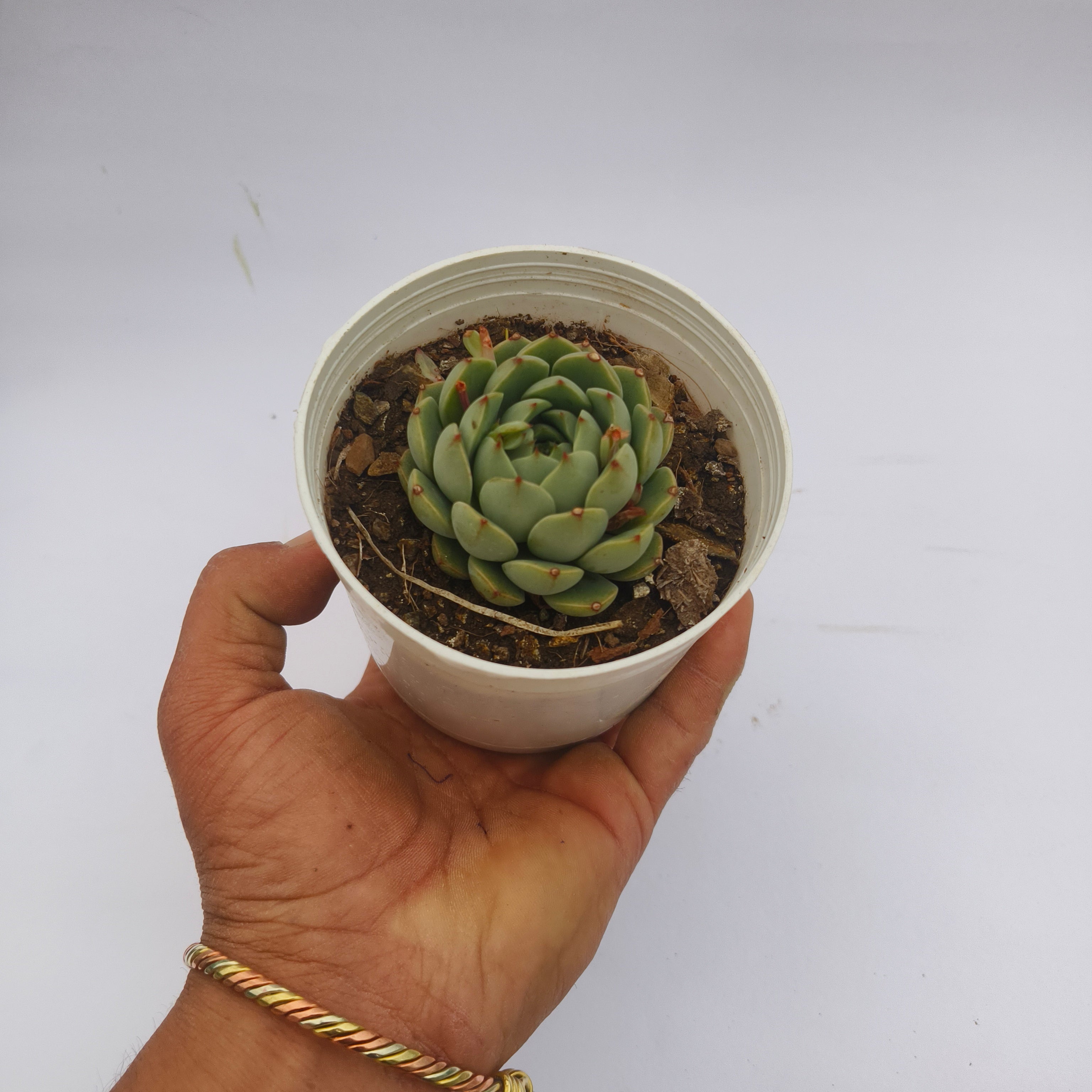 Echeveria Derenbergii