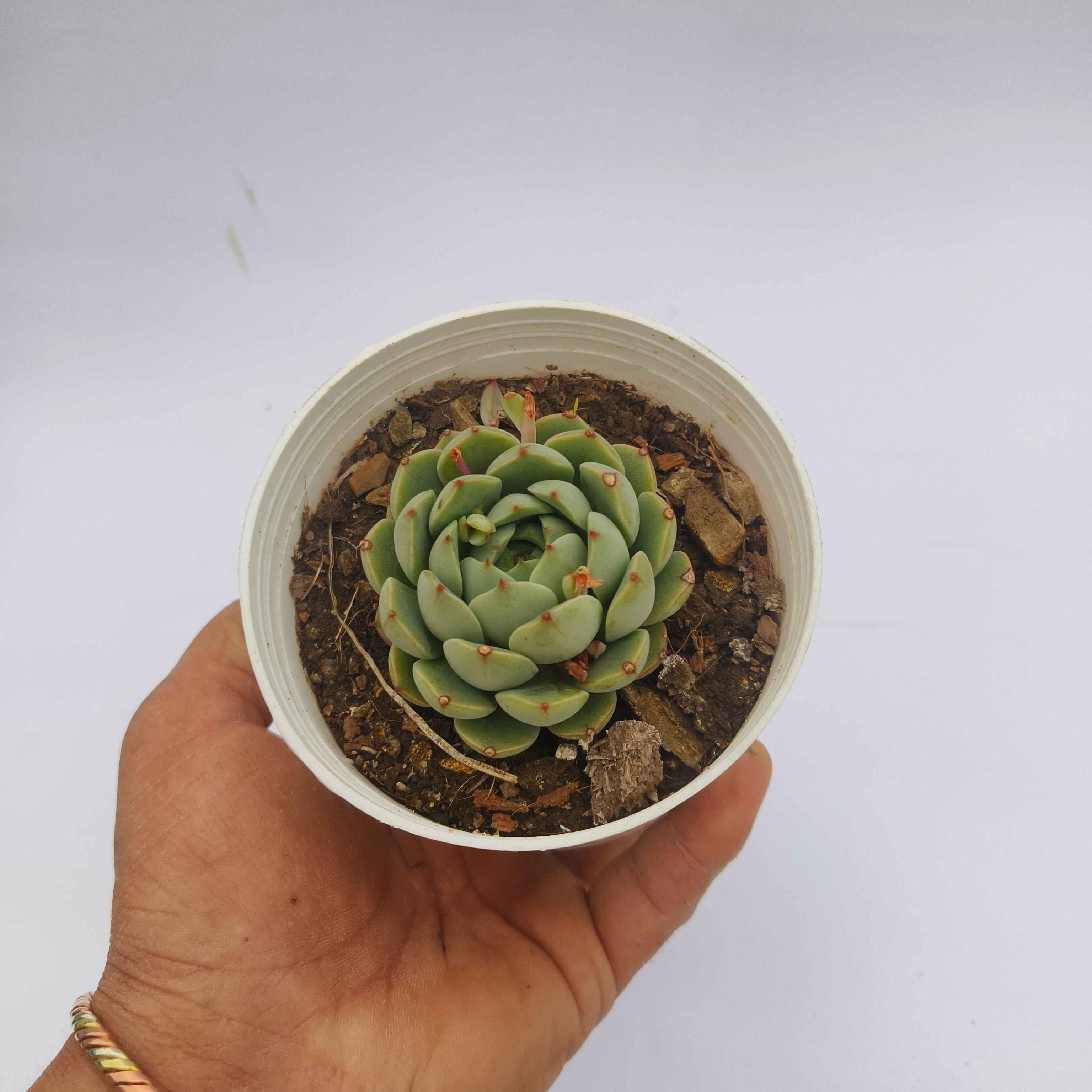 Echeveria Derenbergii
