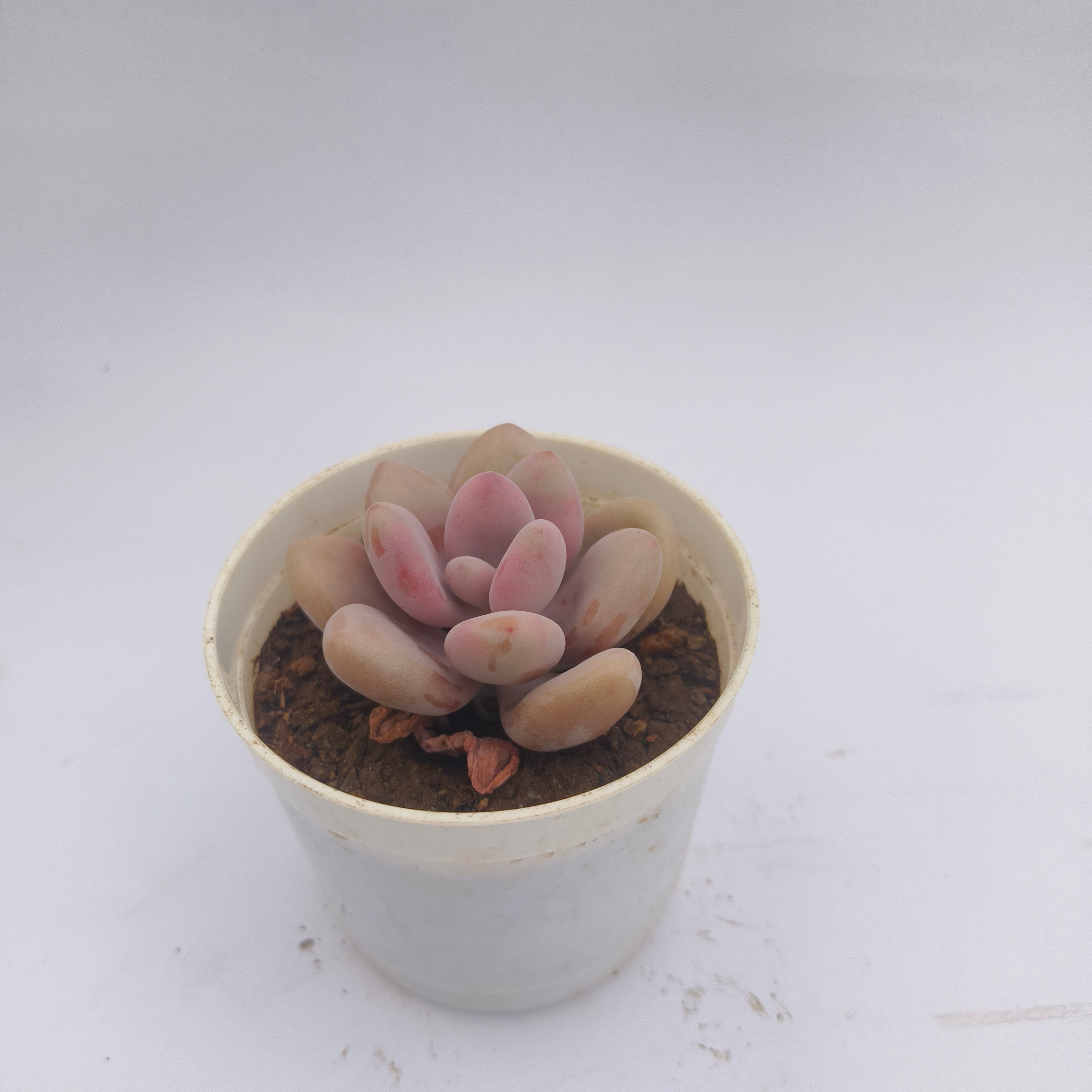 Pink moonstone