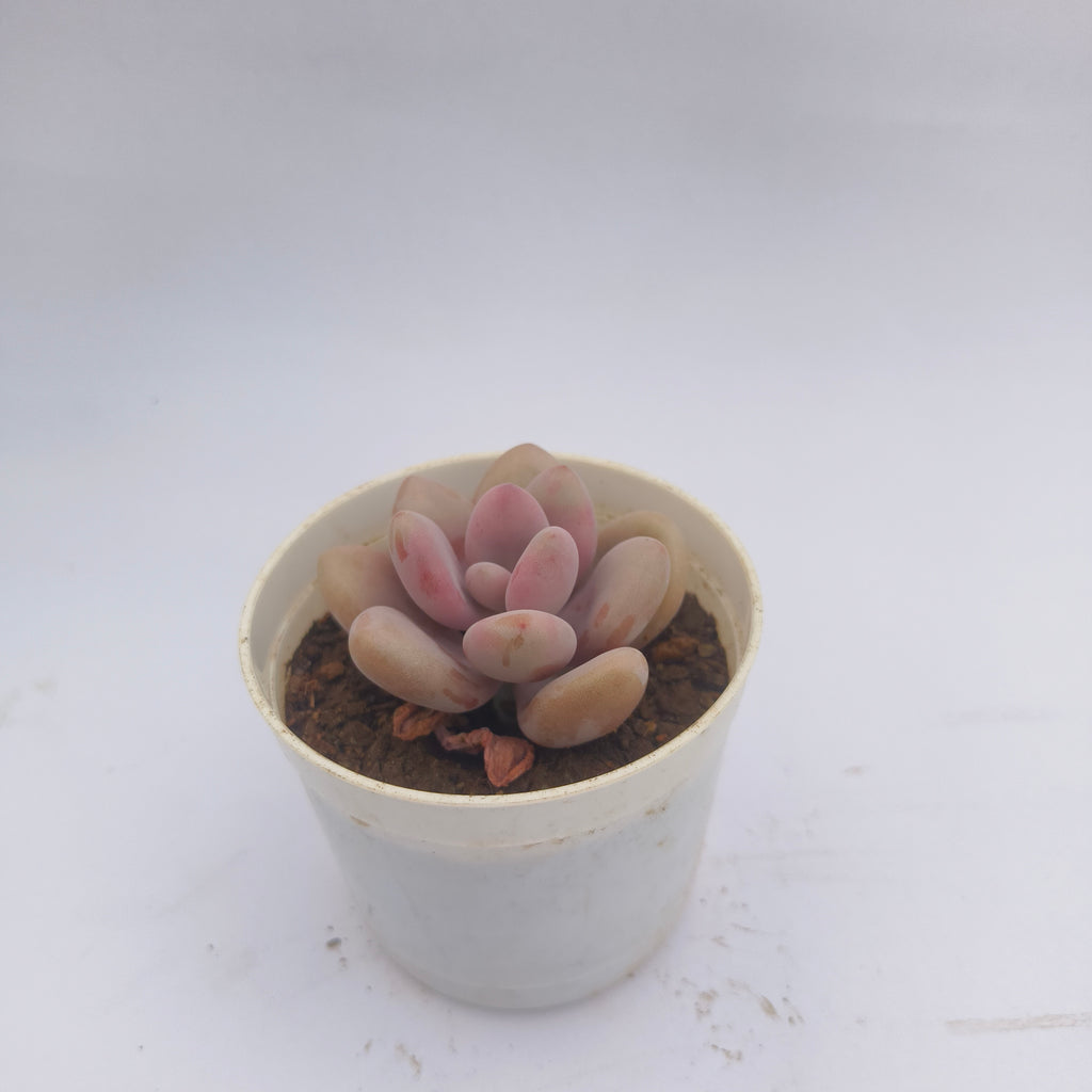 Pink moonstone