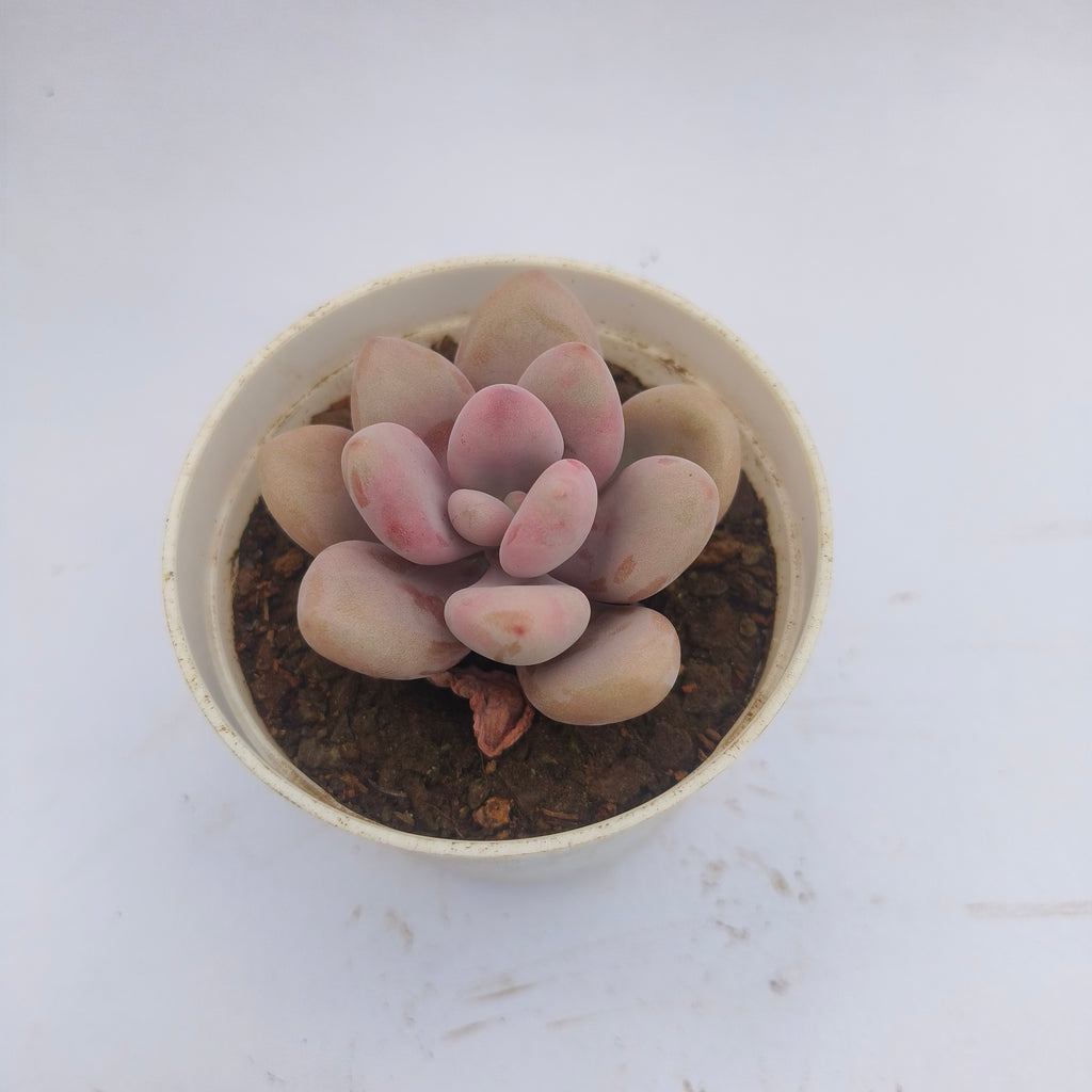 Pink moonstone
