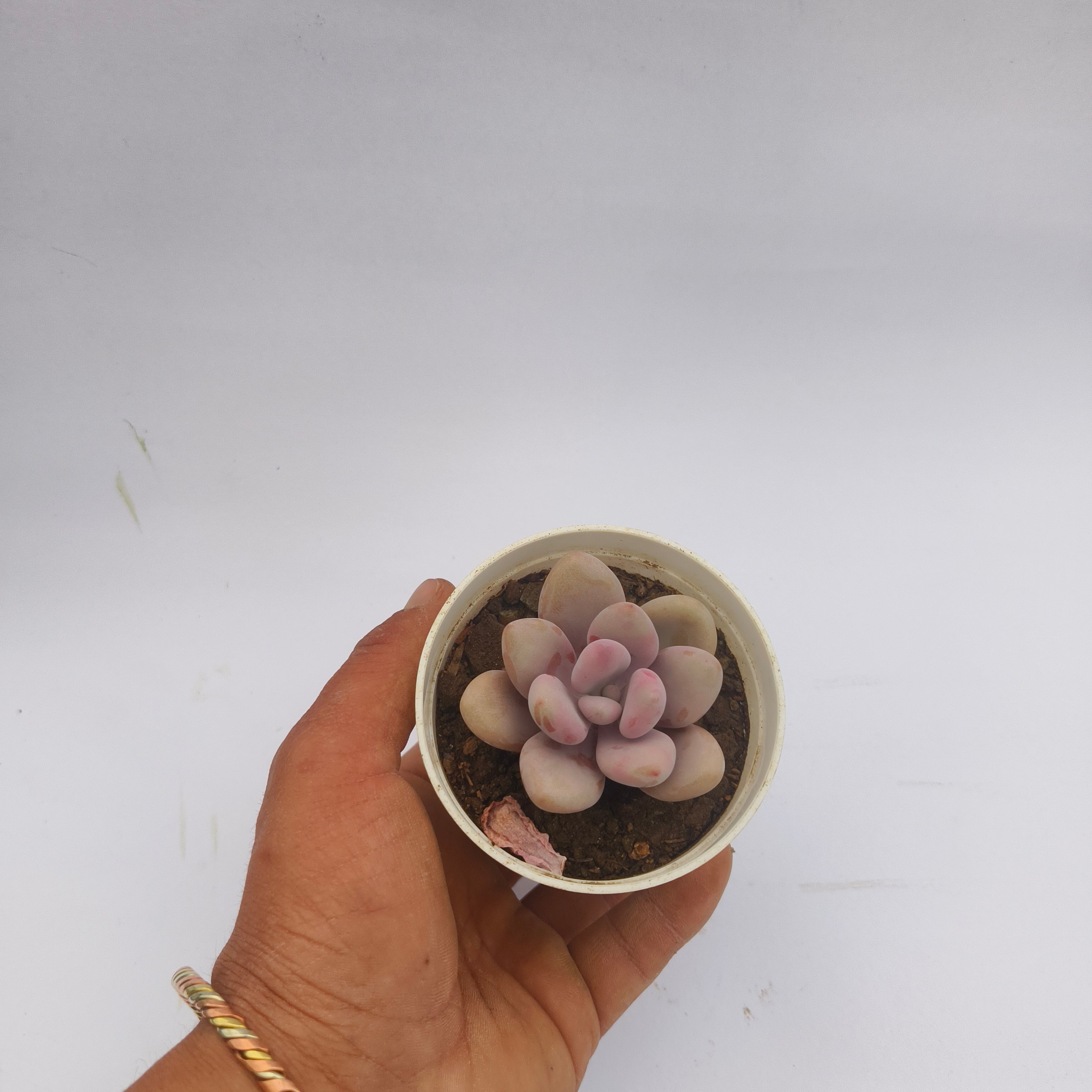 Pink moonstone