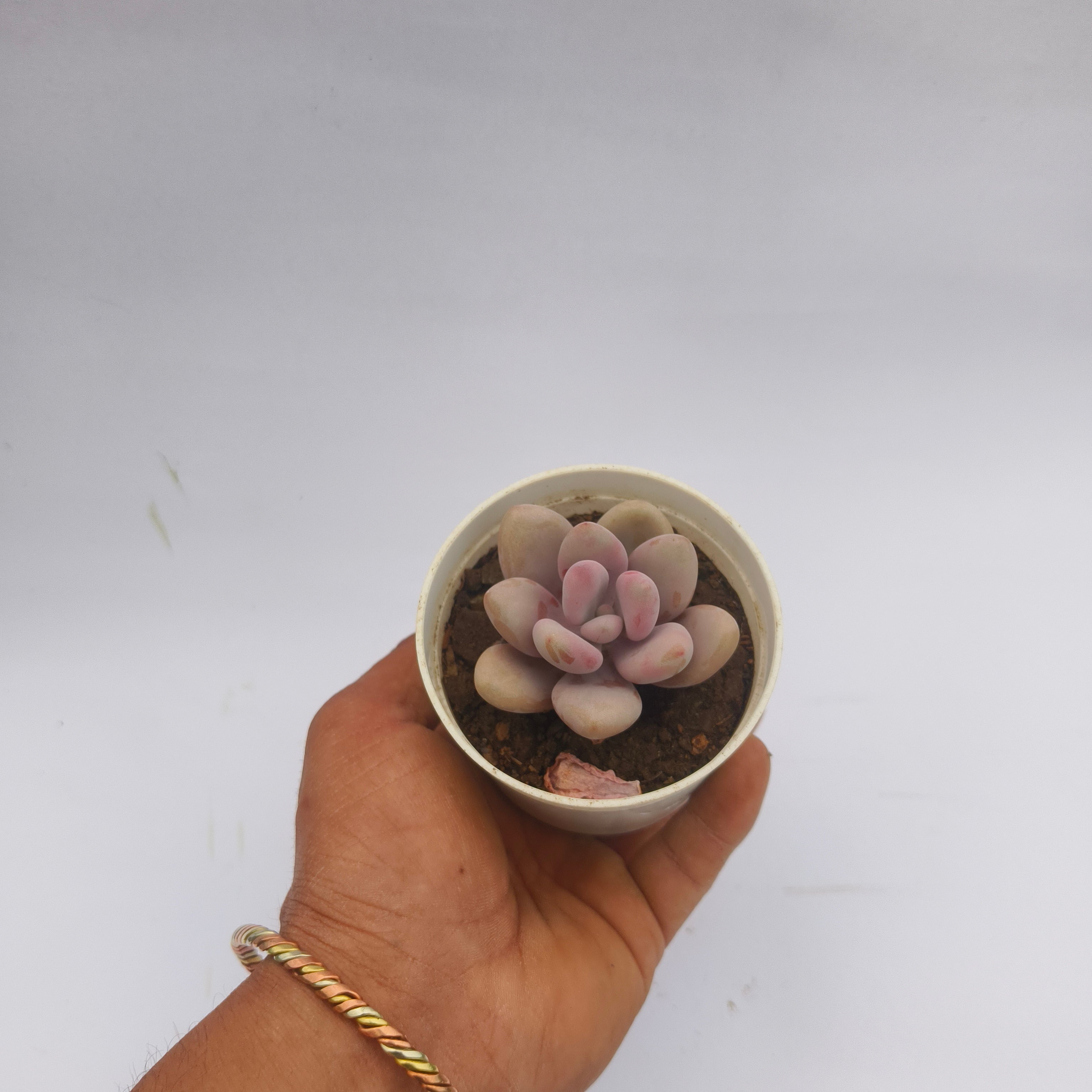 Pink moonstone
