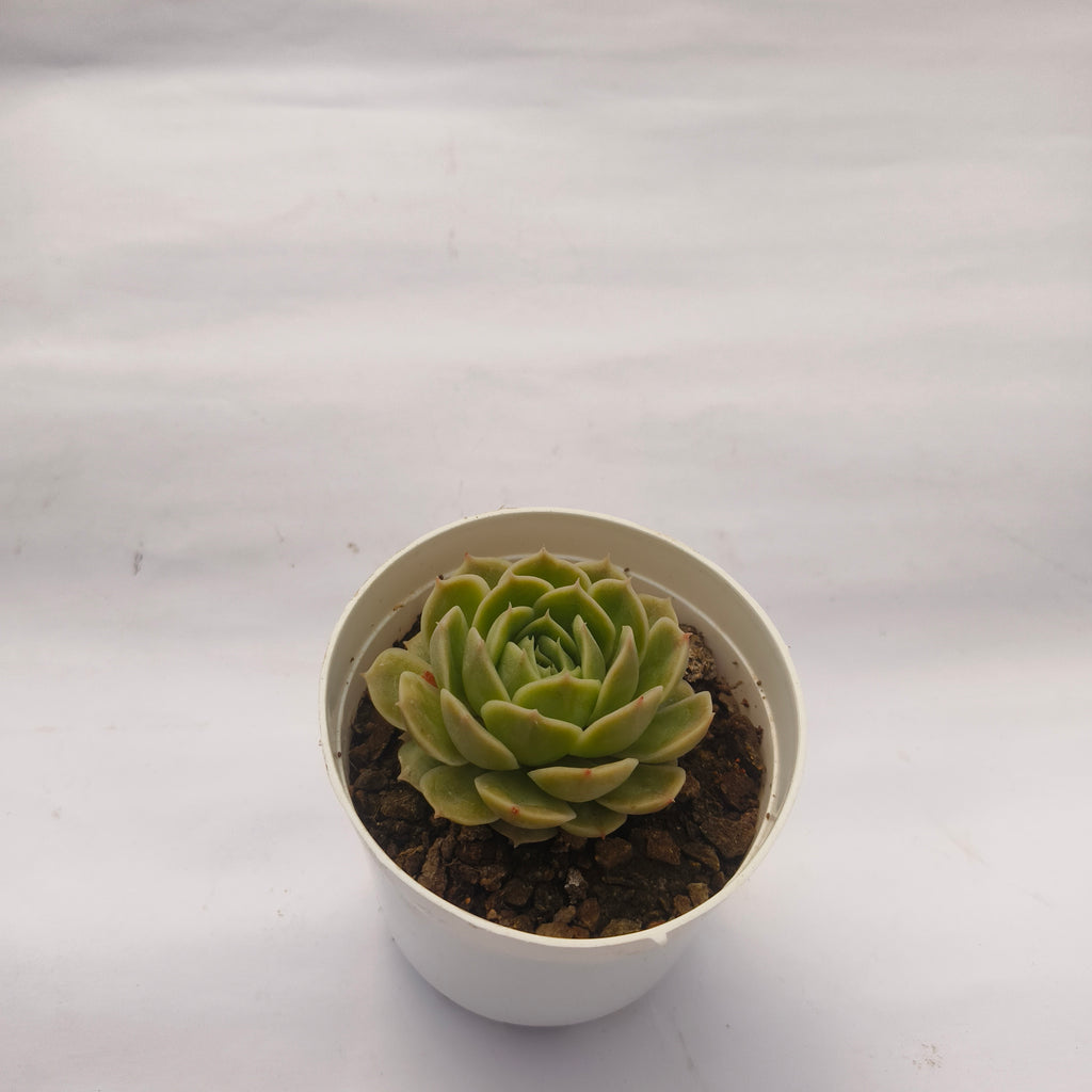 Echeveria ‘Onslow’