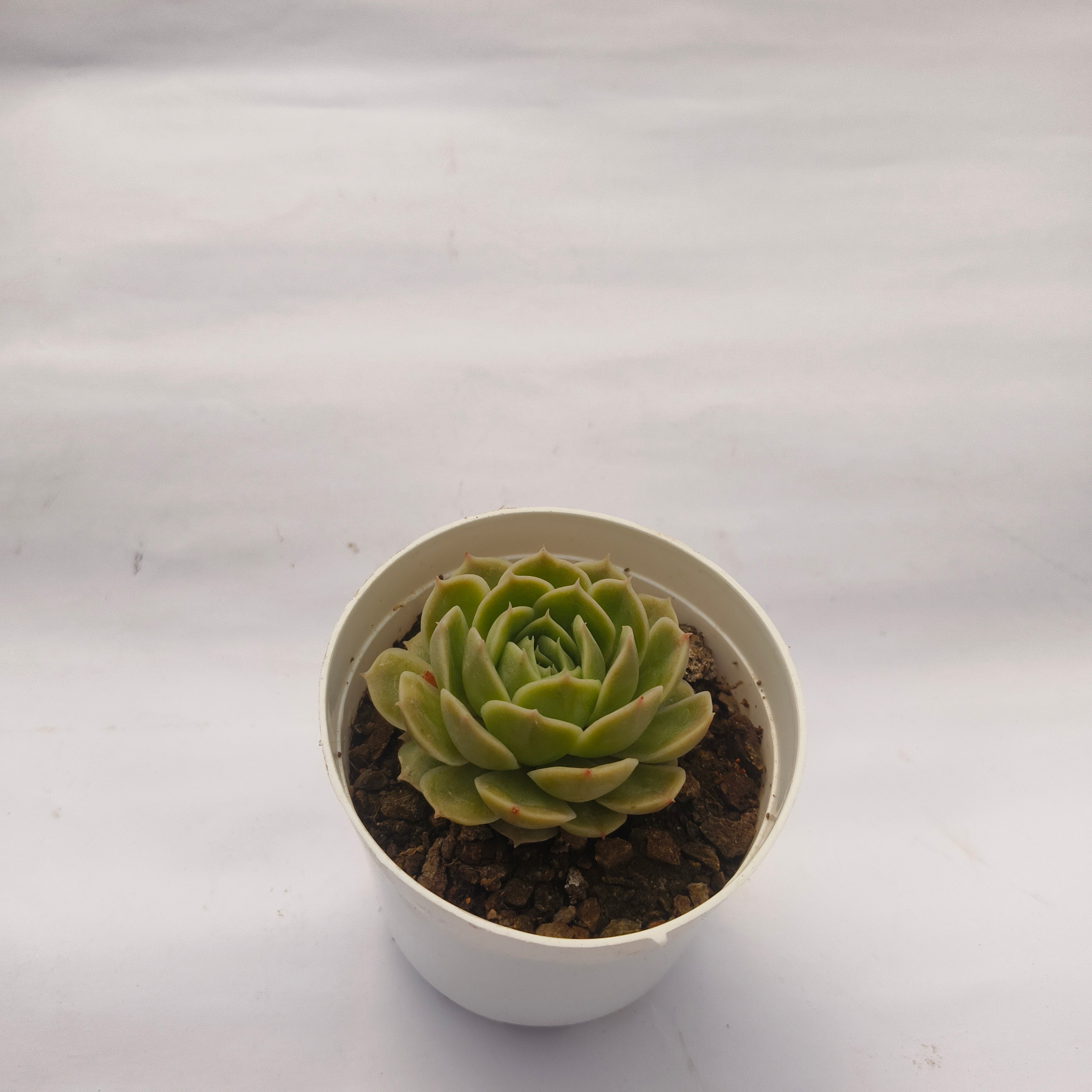 Echeveria ‘Onslow’