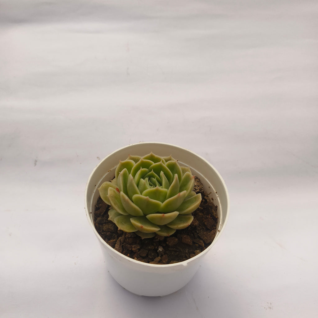 Echeveria ‘Onslow’
