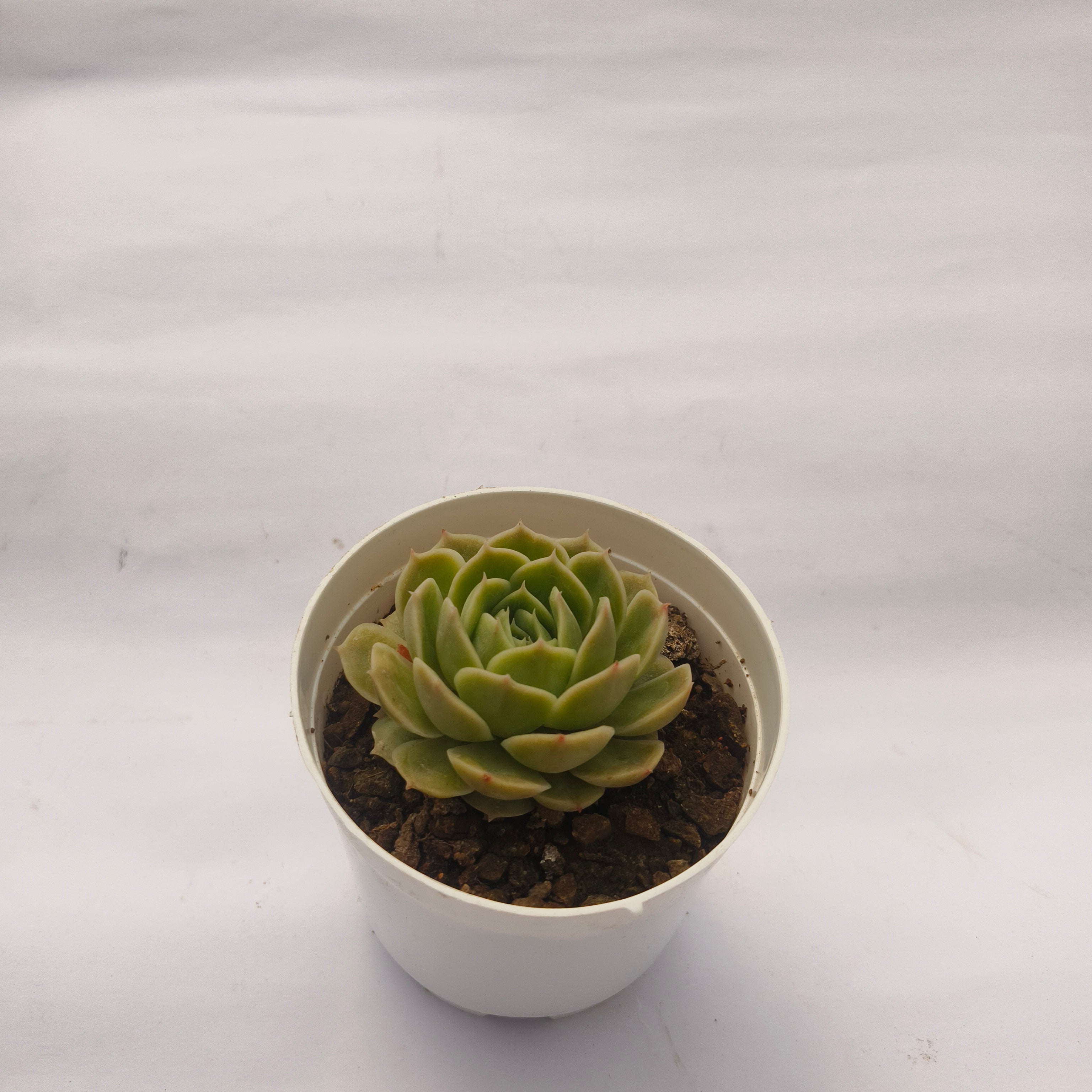 Echeveria ‘Onslow’
