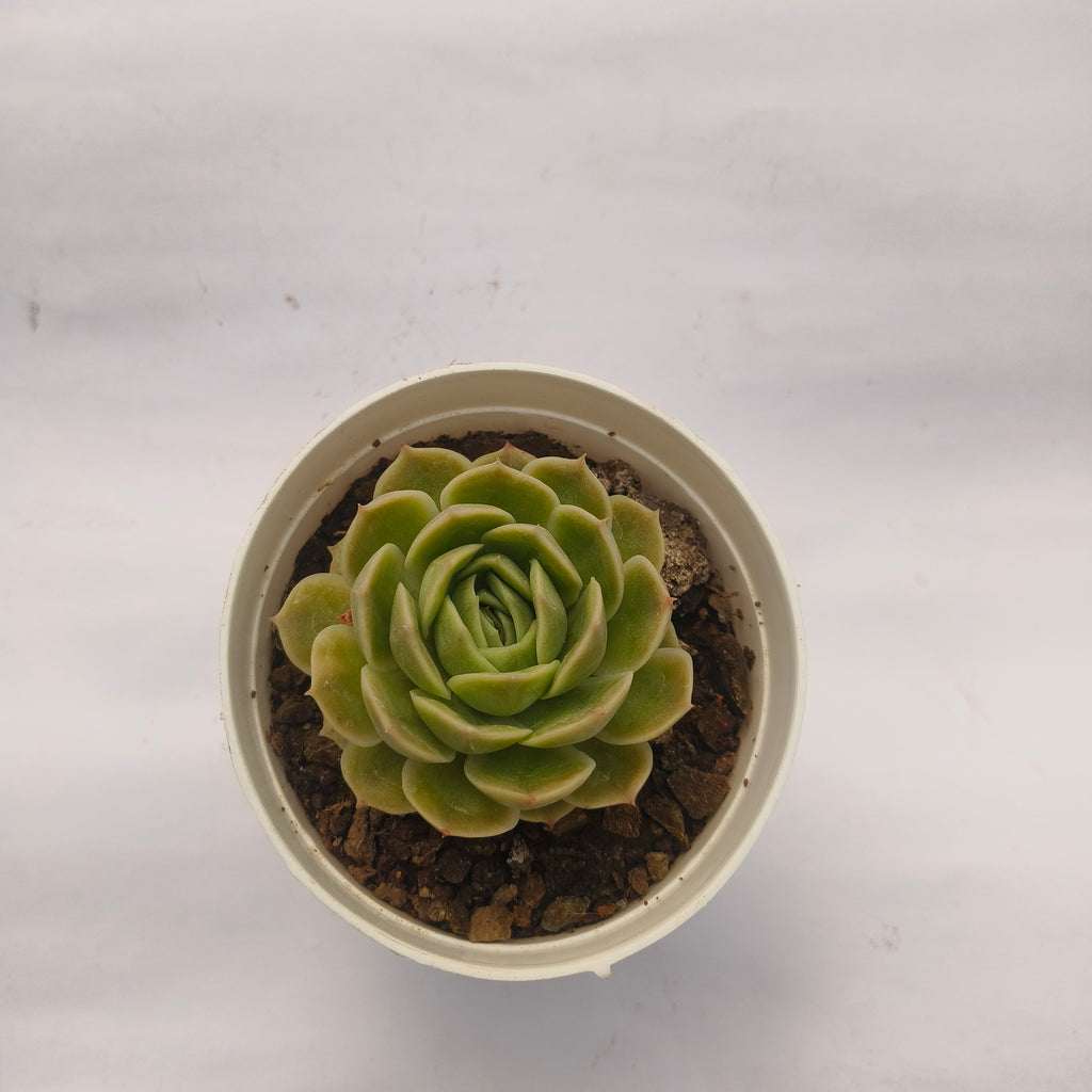 Echeveria ‘Onslow’