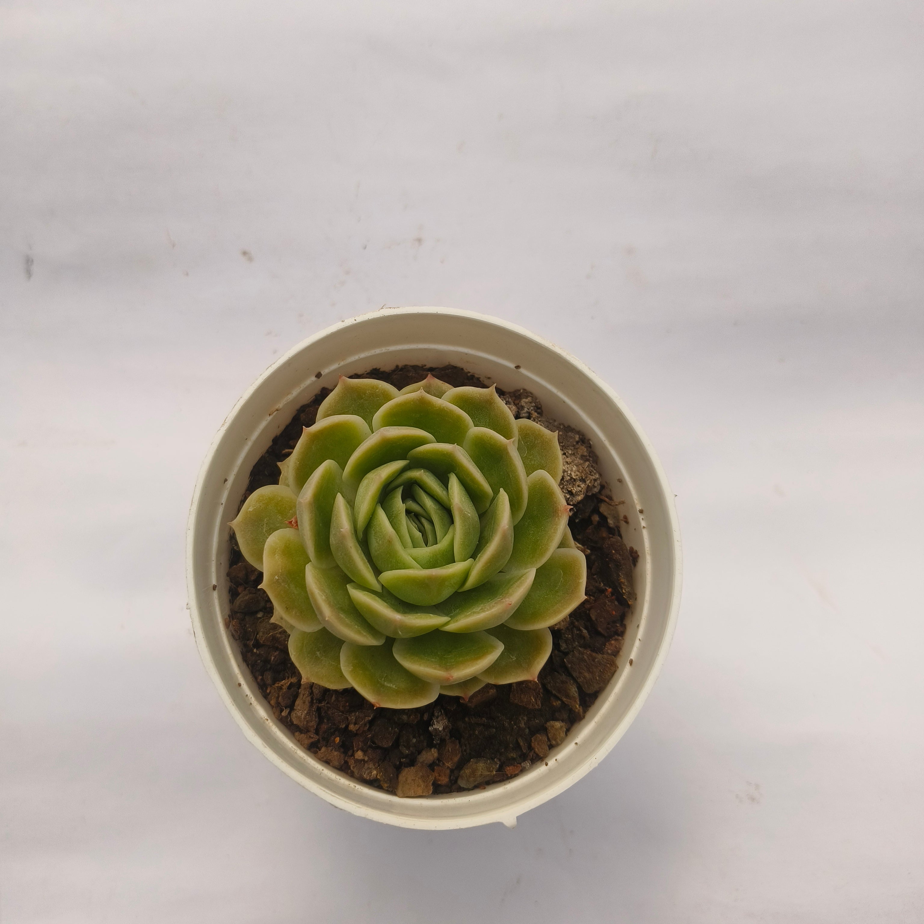 Echeveria ‘Onslow’
