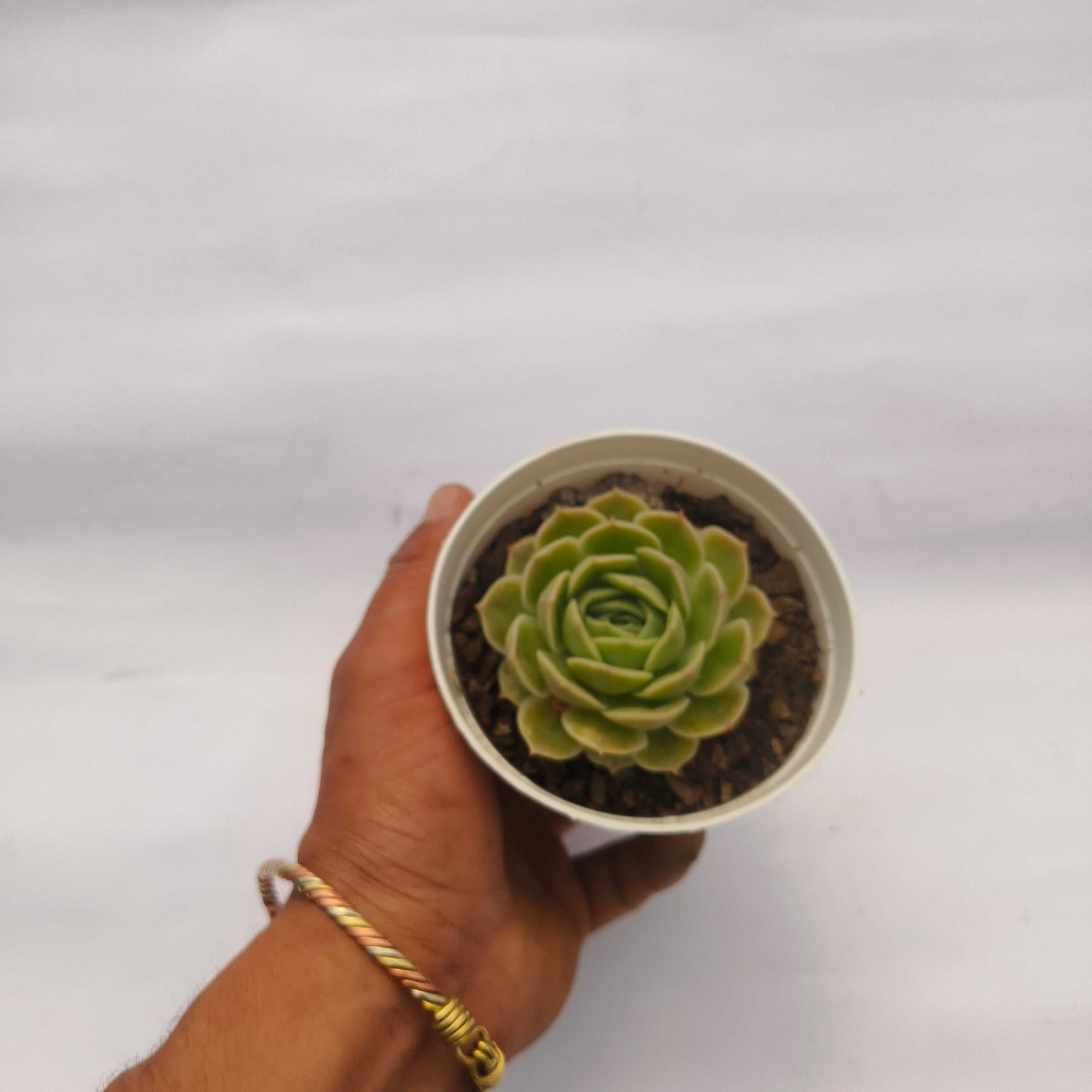Echeveria ‘Onslow’
