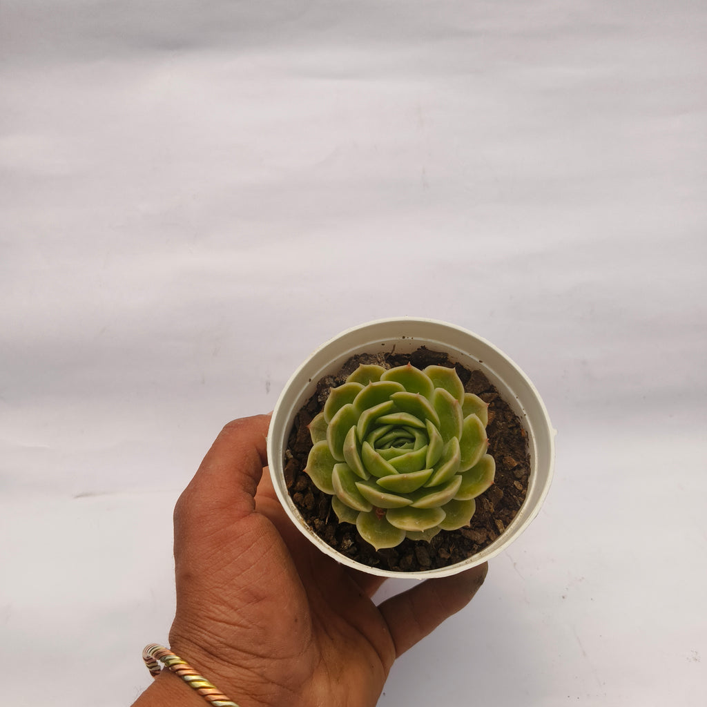 Echeveria ‘Onslow’