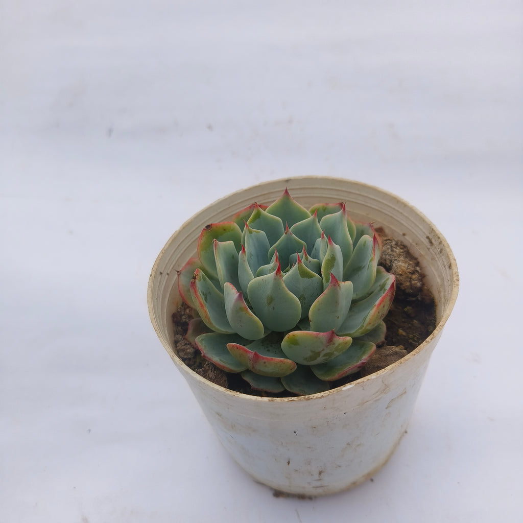 Echeveria ‘Mazarine’