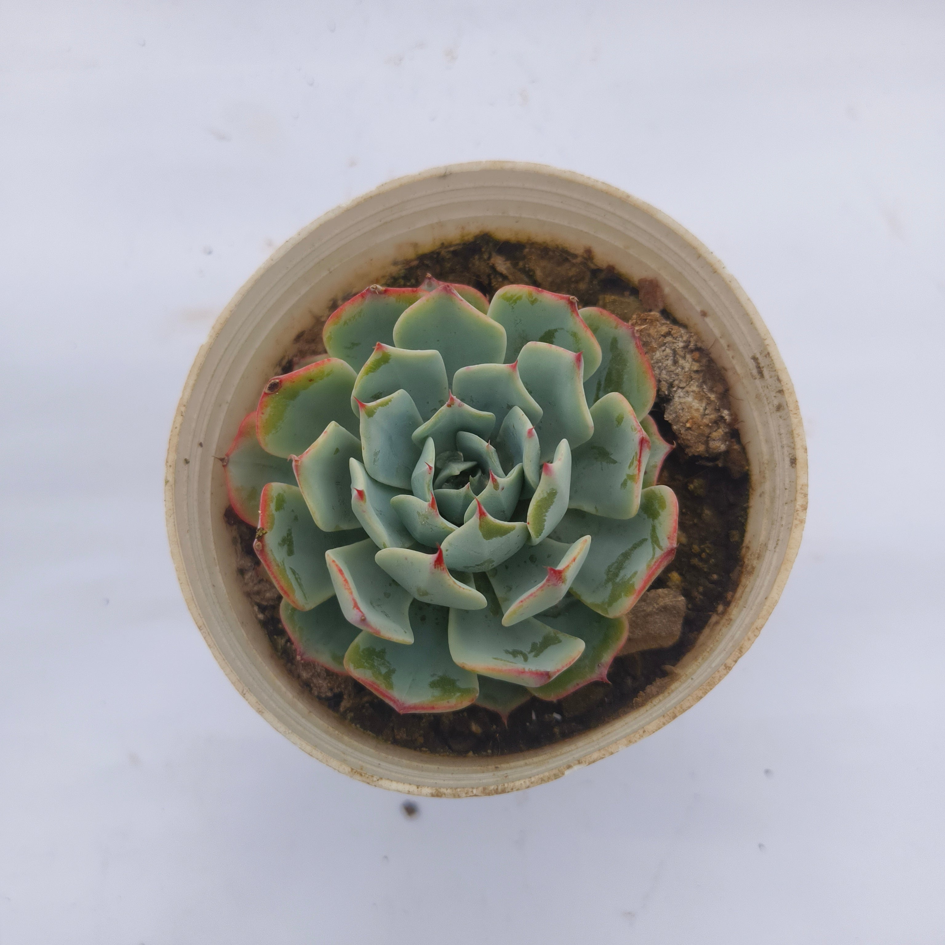 Echeveria ‘Mazarine’