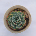 Echeveria ‘Mazarine’