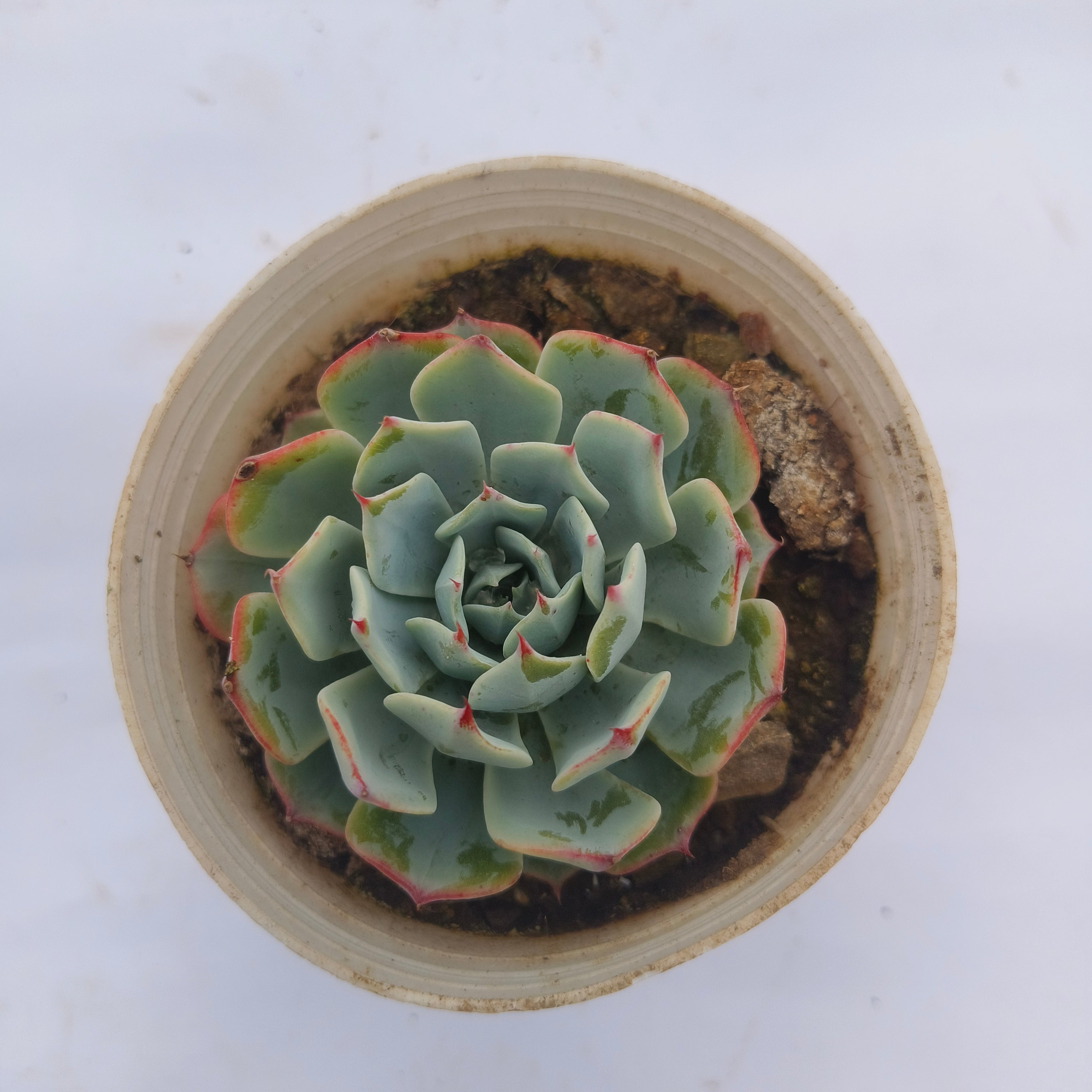 Echeveria ‘Mazarine’