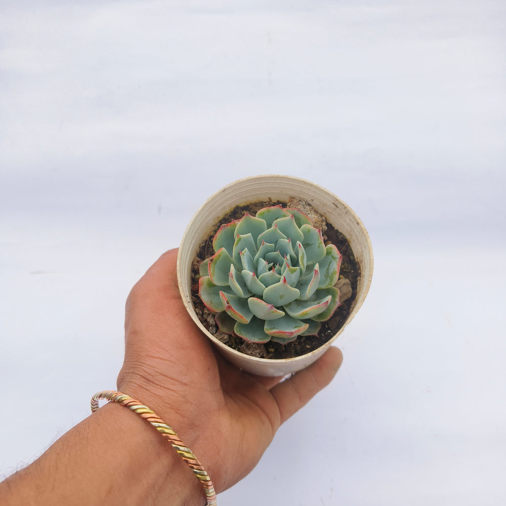 Echeveria ‘Mazarine’