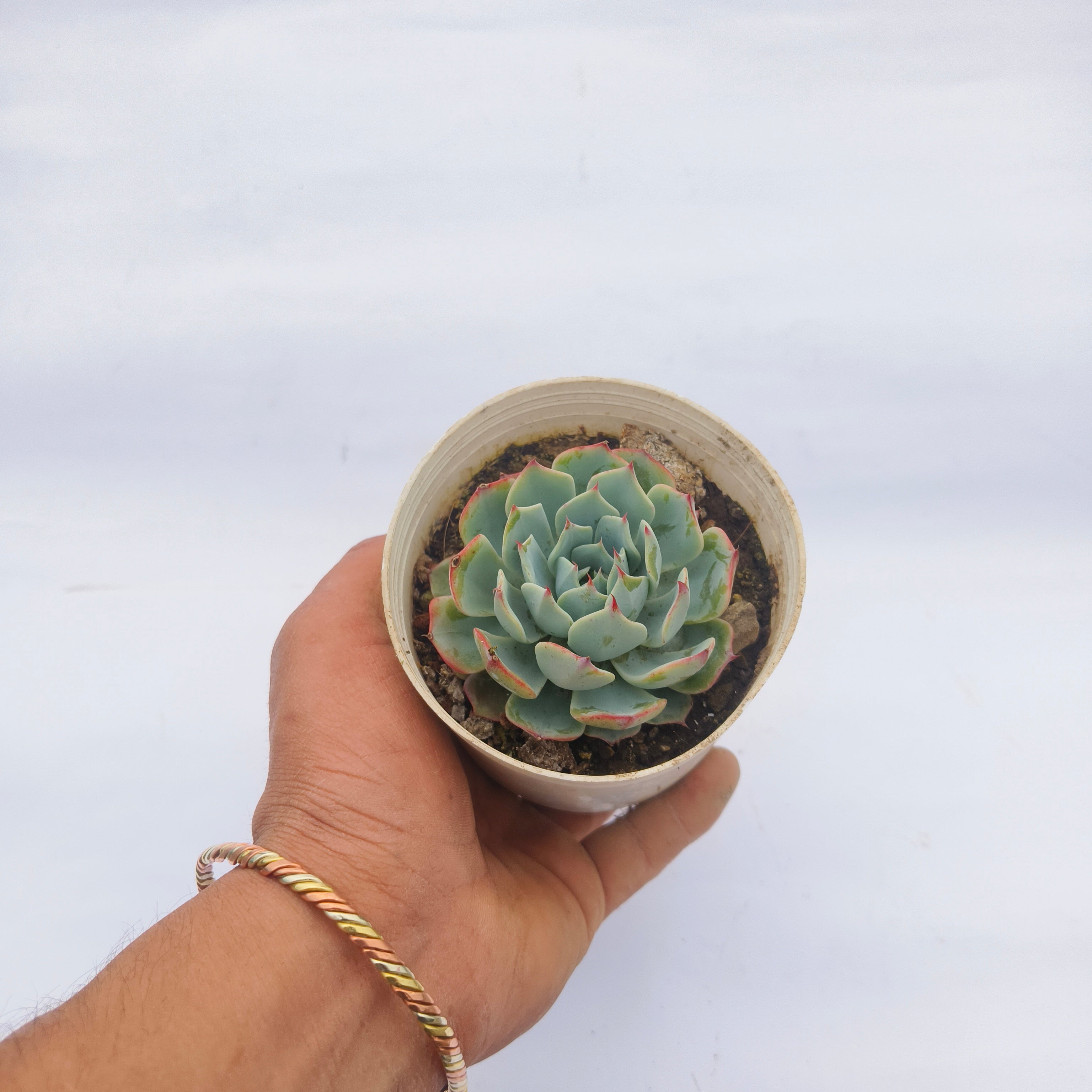 Echeveria ‘Mazarine’