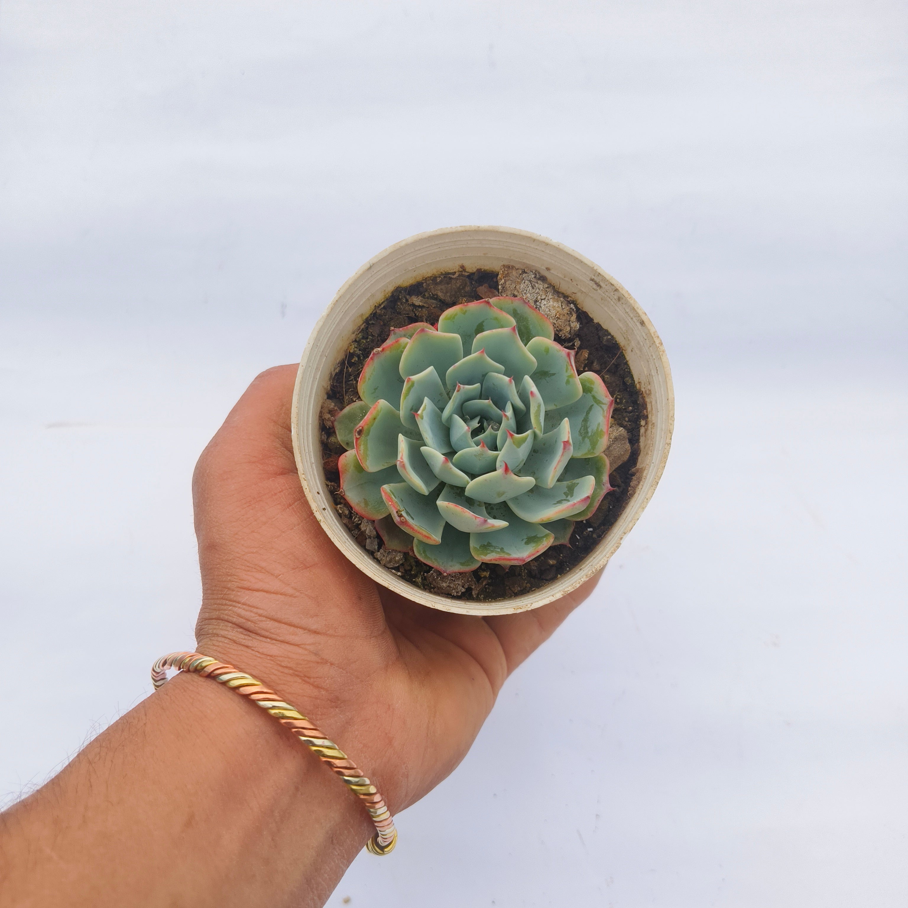 Echeveria ‘Mazarine’