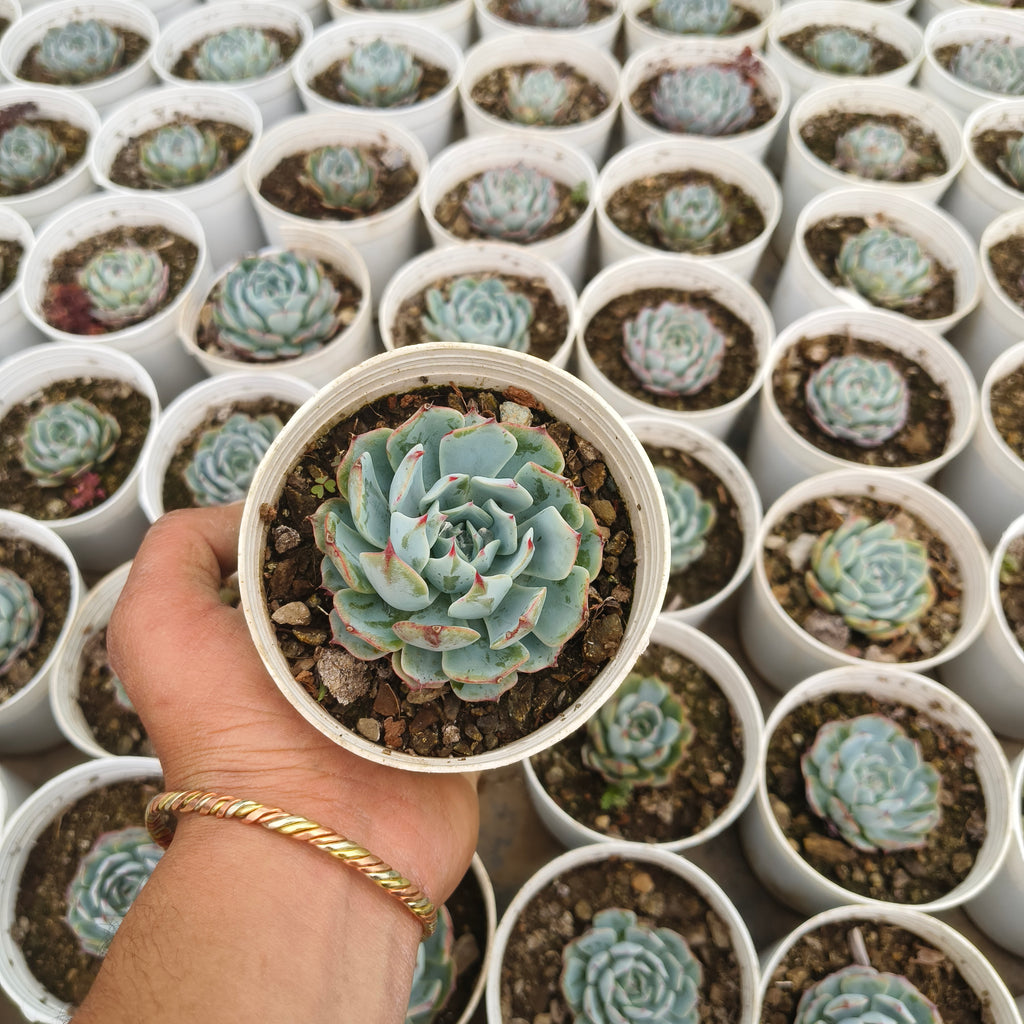 Echeveria ‘Mazarine’