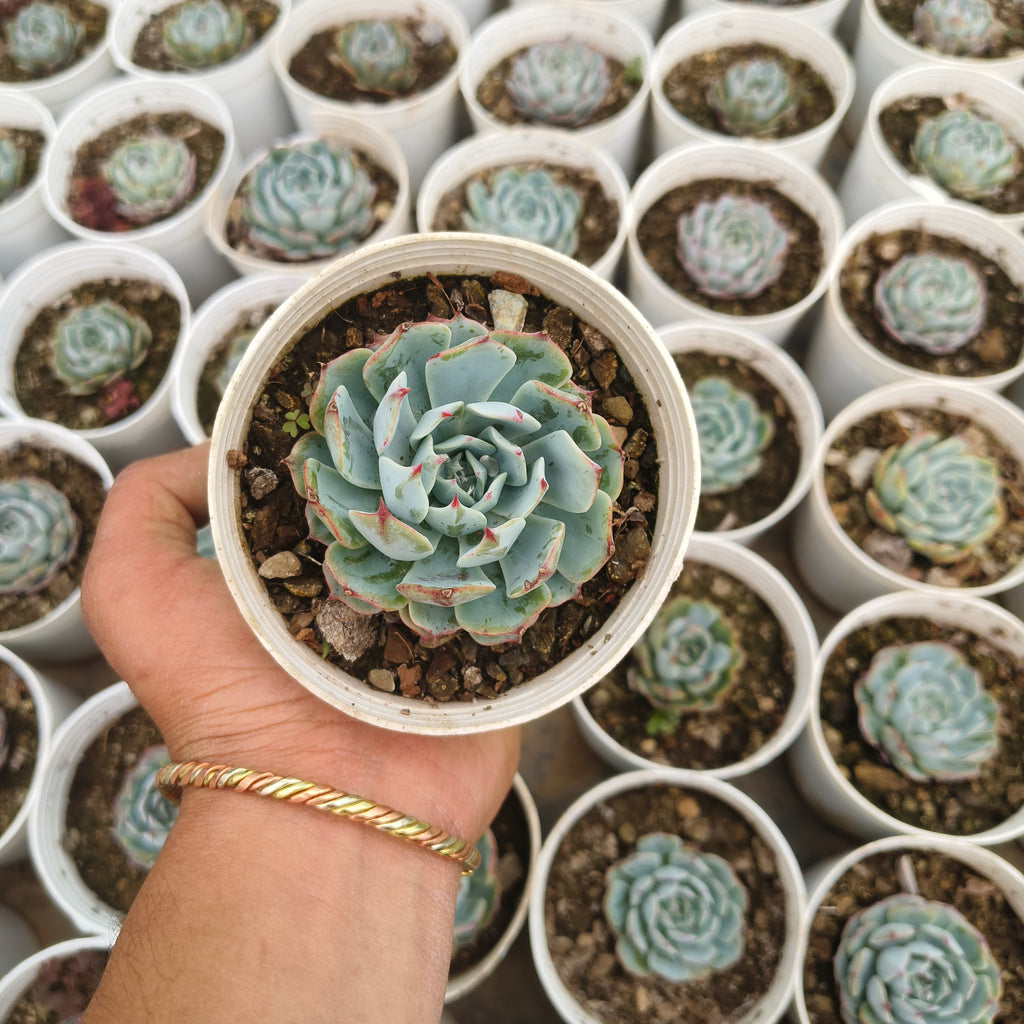 Echeveria ‘Mazarine’