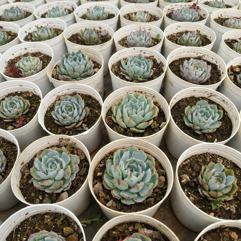Echeveria ‘Mazarine’