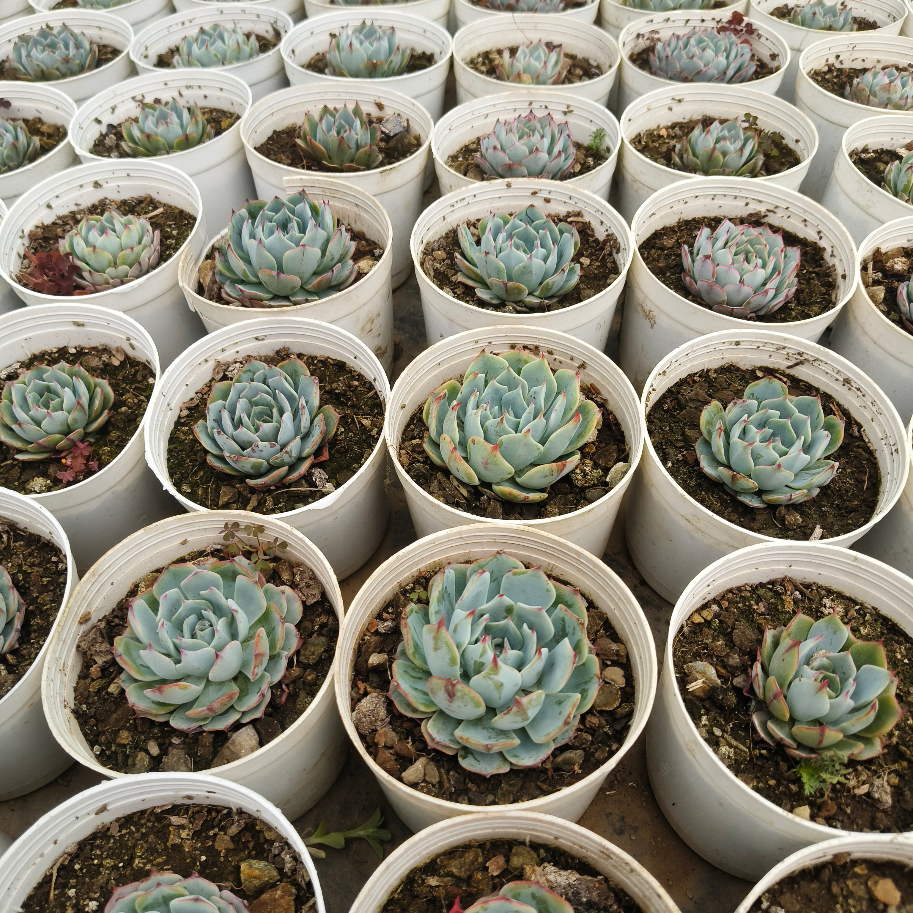Echeveria ‘Mazarine’