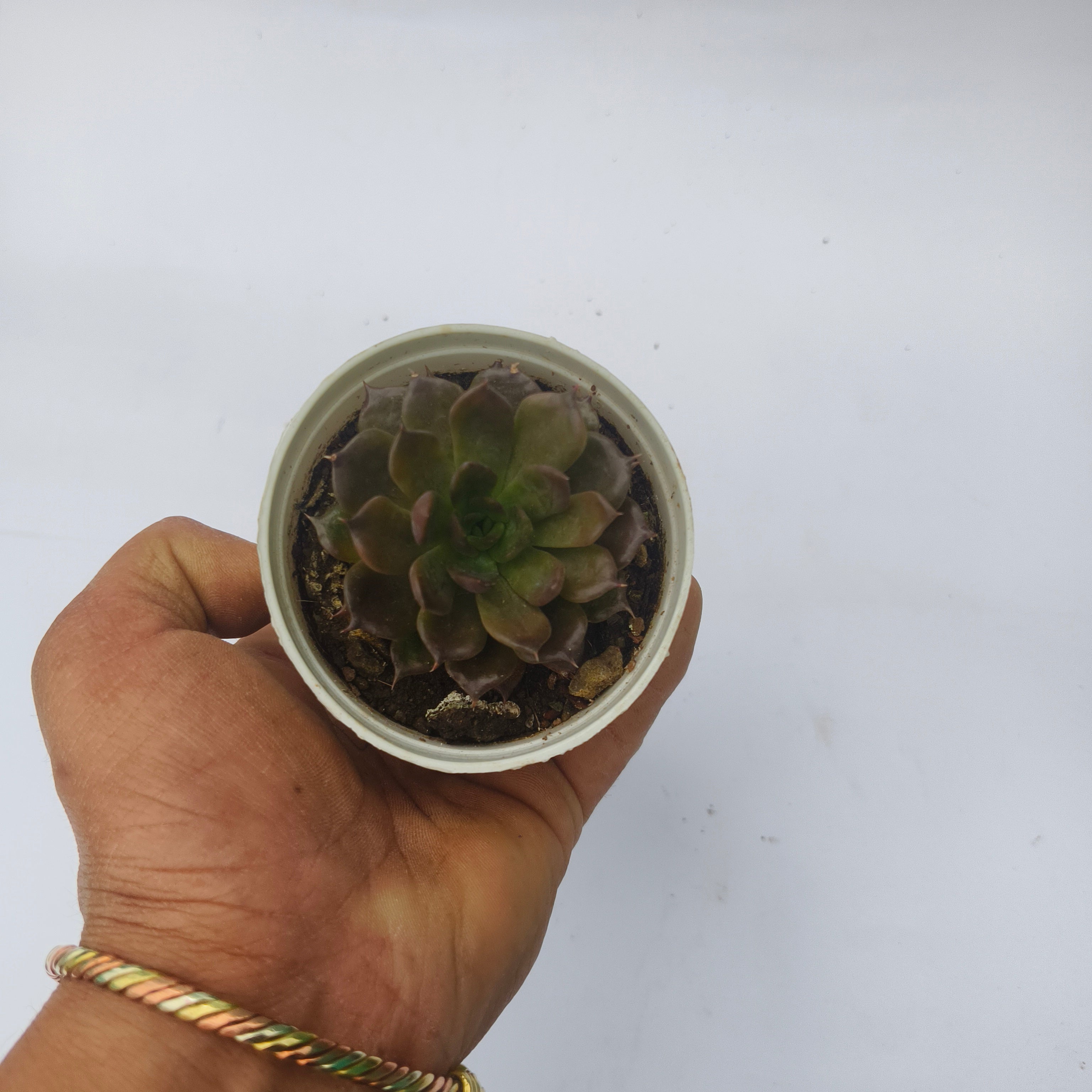 Vishnukamal
