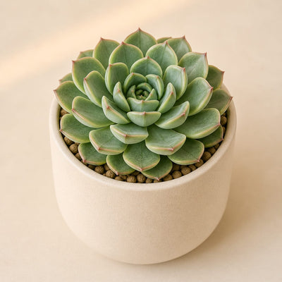 Succulents