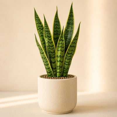 Air Purifiers