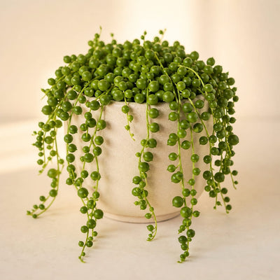 Hanging Vines