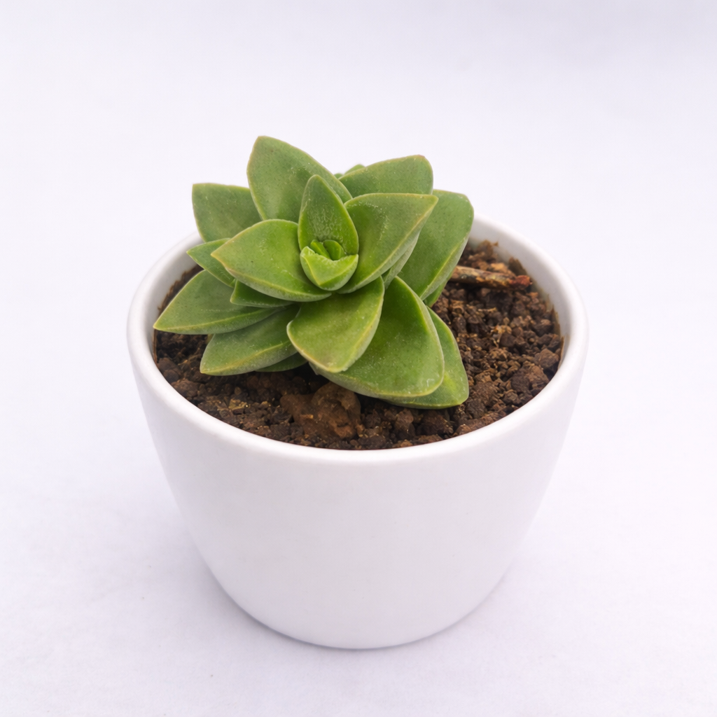 Crassula perforata