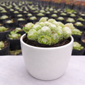 sempervivum arachnoideum